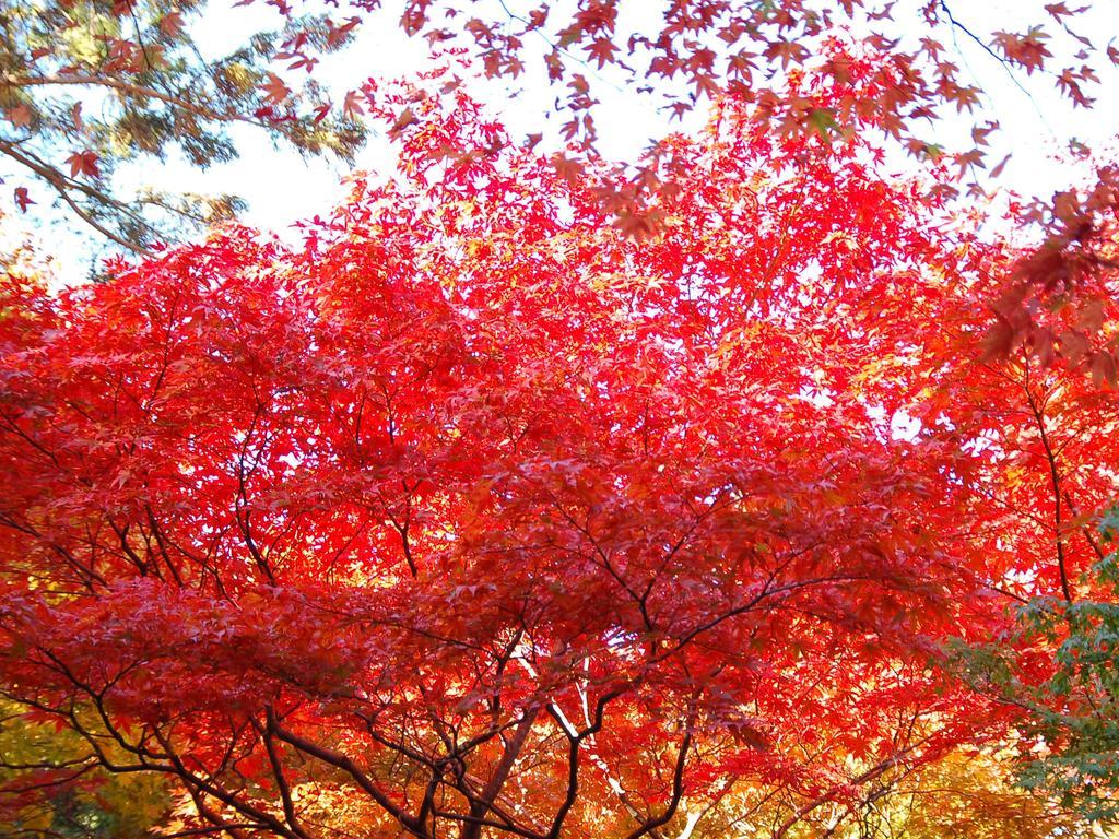 Maple Arima Hotel Kōbe Esterno foto